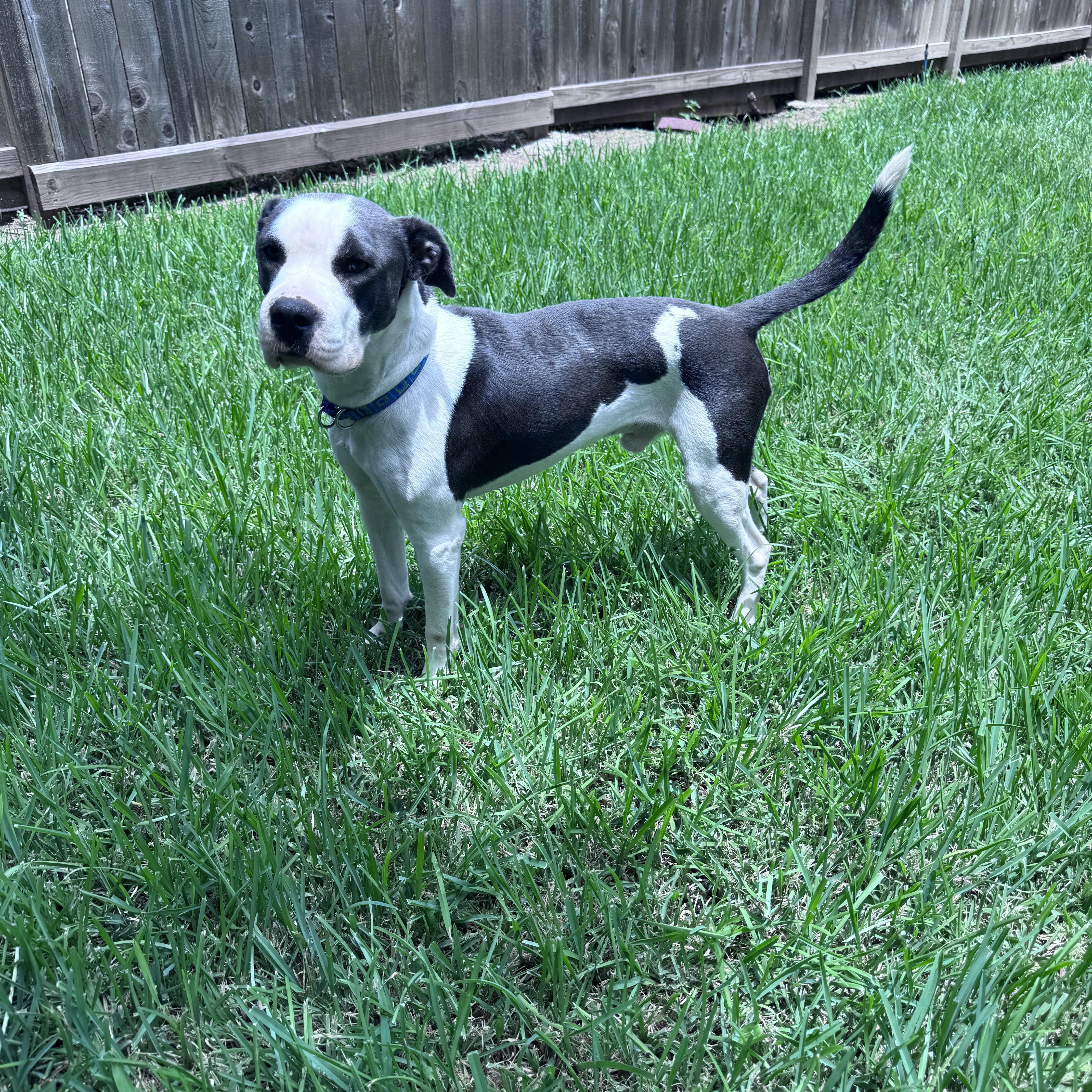 A young medium-sized male Pit Bull Terrier dog named Taz for adoption in Mooresville, NC