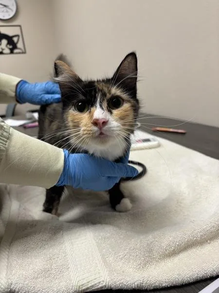 An adult small-sized female Domestic Short Hair cat named Lakshya for adoption in Sherwood, OR