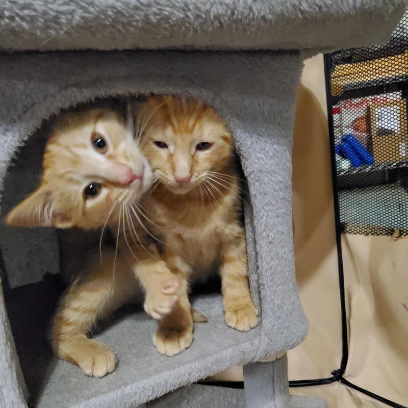 A baby medium-sized male Orange / Red Domestic Short Hair cat named Fruit Loop for adoption in Hamilton, NJ