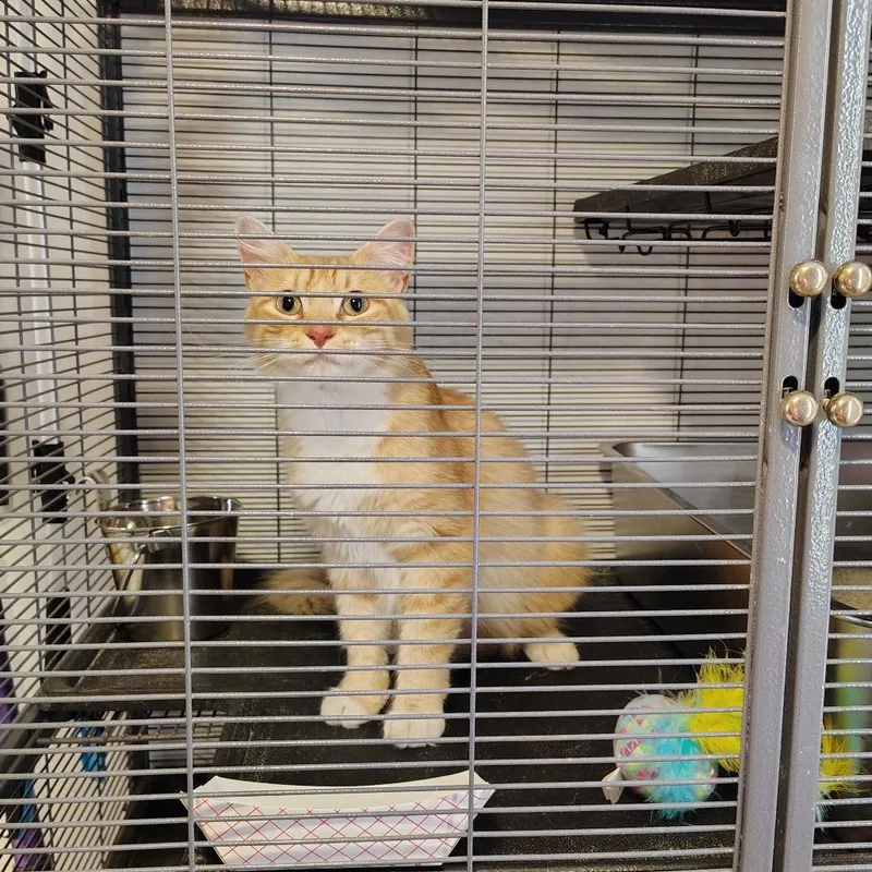A young small-sized female Orange / Red Domestic Medium Hair cat named Persimmon for adoption in Osawatomie, KS