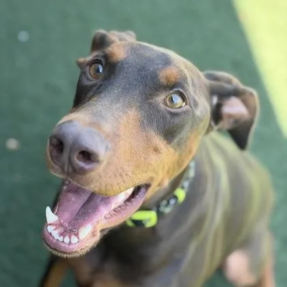 A young medium-sized male Doberman Pinscher dog named Spartan for adoption in Sacramento, CA