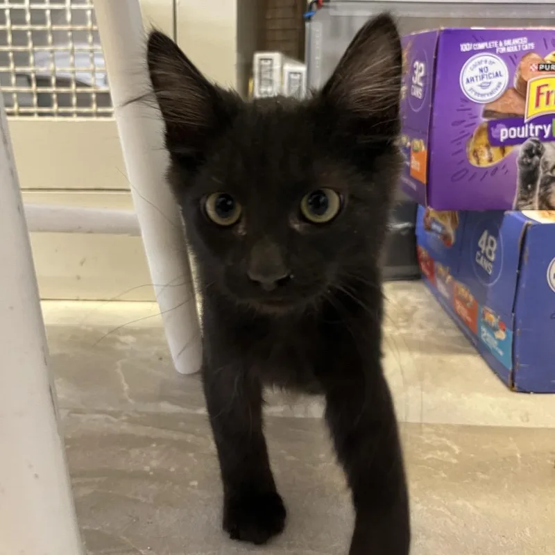 Percy
