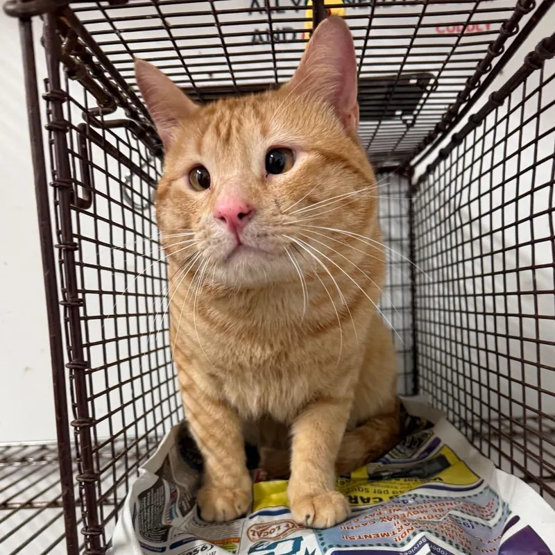 An adult large-sized male Orange / Red Domestic Short Hair cat named Theo for adoption in Edinburg, TX