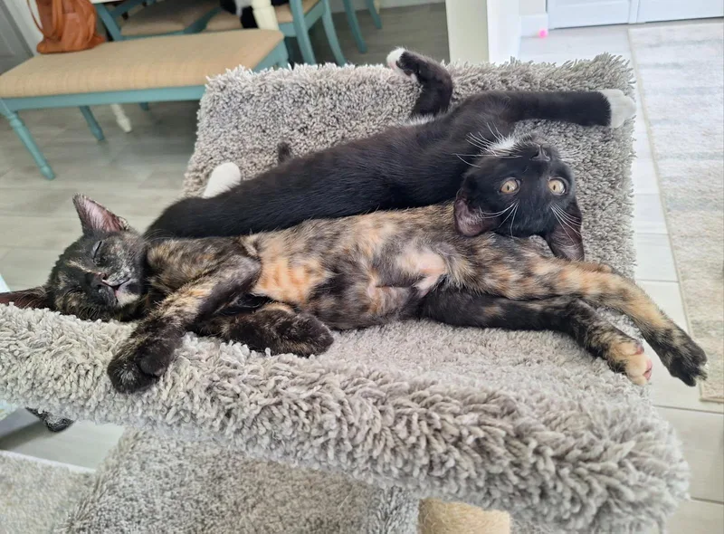 A young medium-sized female Domestic Short Hair cat named Ayla for adoption in Pompano Beach, FL