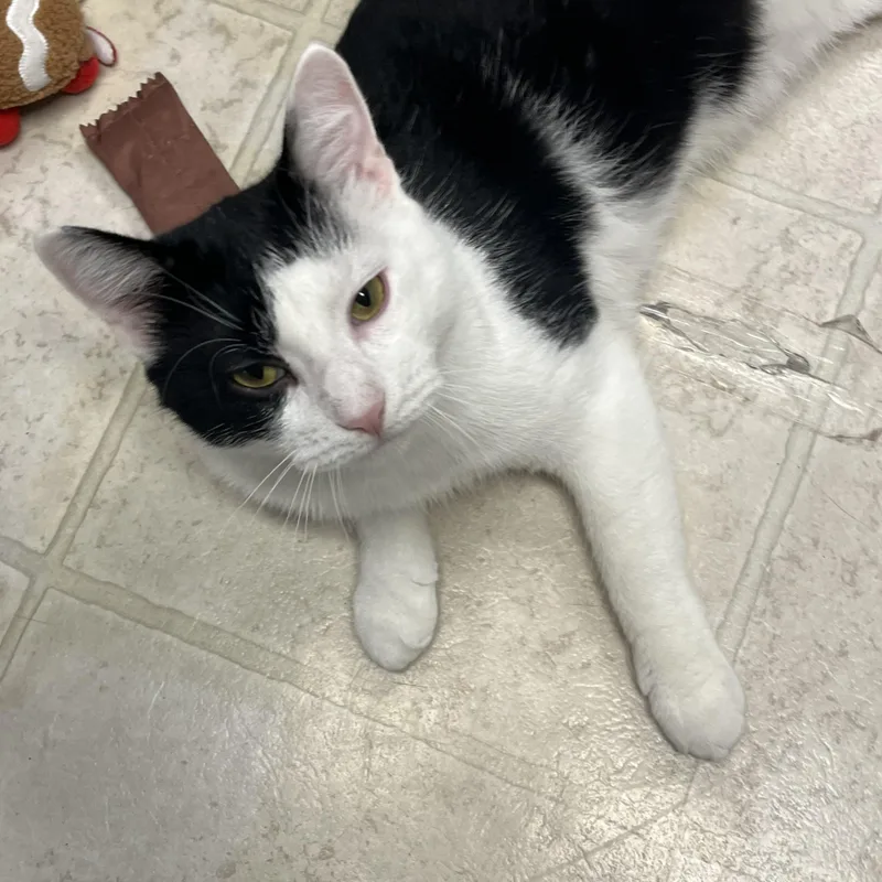An adult large-sized male Black & White / Tuxedo Domestic Short Hair cat named Ace for adoption in Belleville, NJ