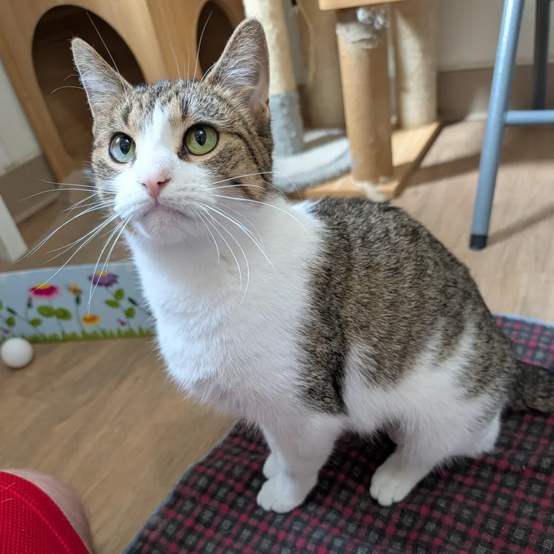 An adult medium-sized female Tabby (Brown / Chocolate) Domestic Short Hair cat named Gabby for adoption in Manistique, MI