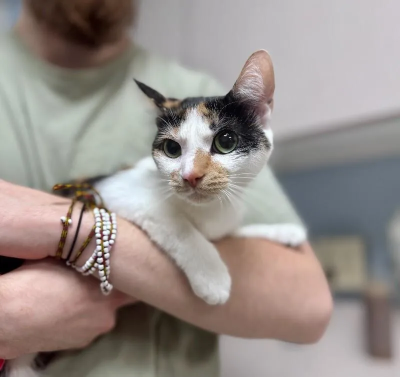 An adult medium-sized female Calico Domestic Short Hair cat named Sugar for adoption in Wooster, OH