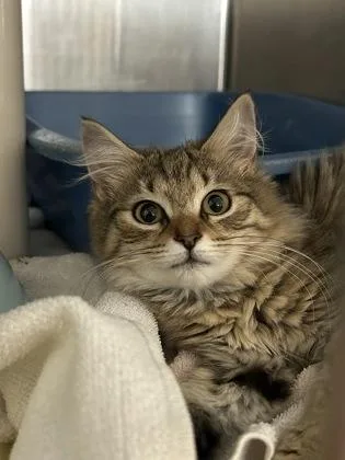 A baby small-sized female Brown / Chocolate Domestic Medium Hair cat named Sophia for adoption in Annapolis, MD