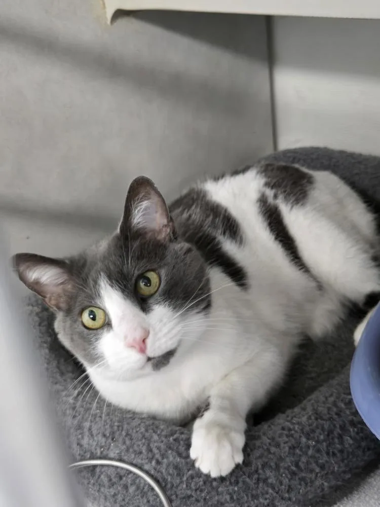 A baby large-sized male Gray & White Domestic Short Hair cat named Charles in Charge for adoption in Fort Walton Beach, FL