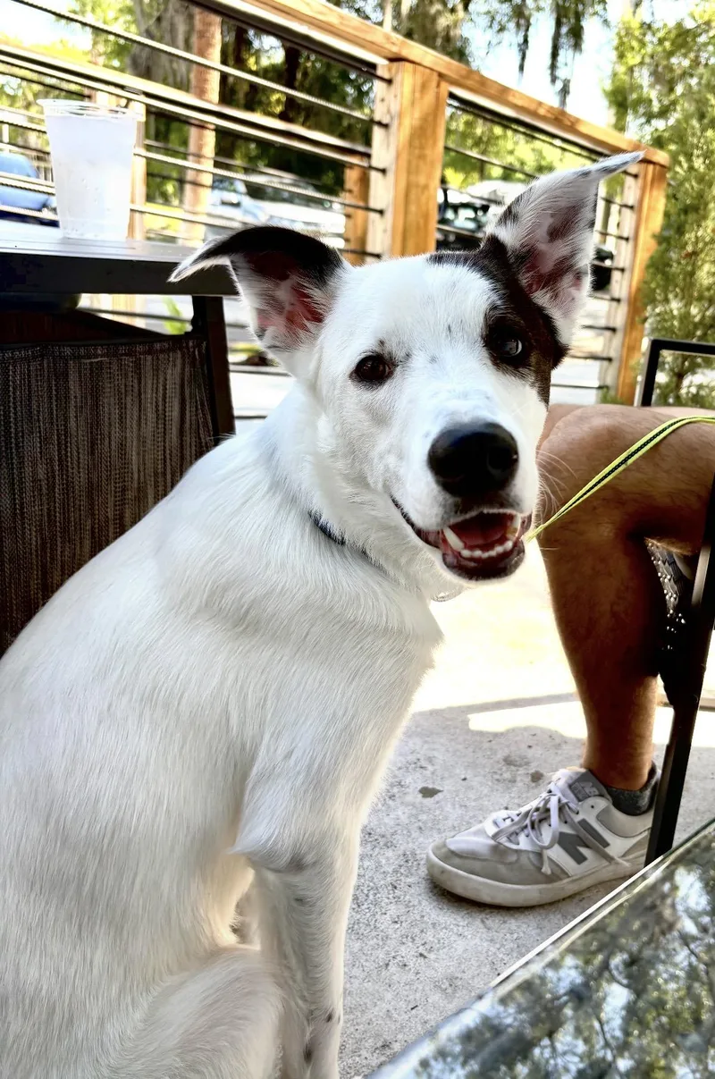 A young medium-sized male Australian Shepherd dog named Willie for adoption in Port Saint Lucie, FL