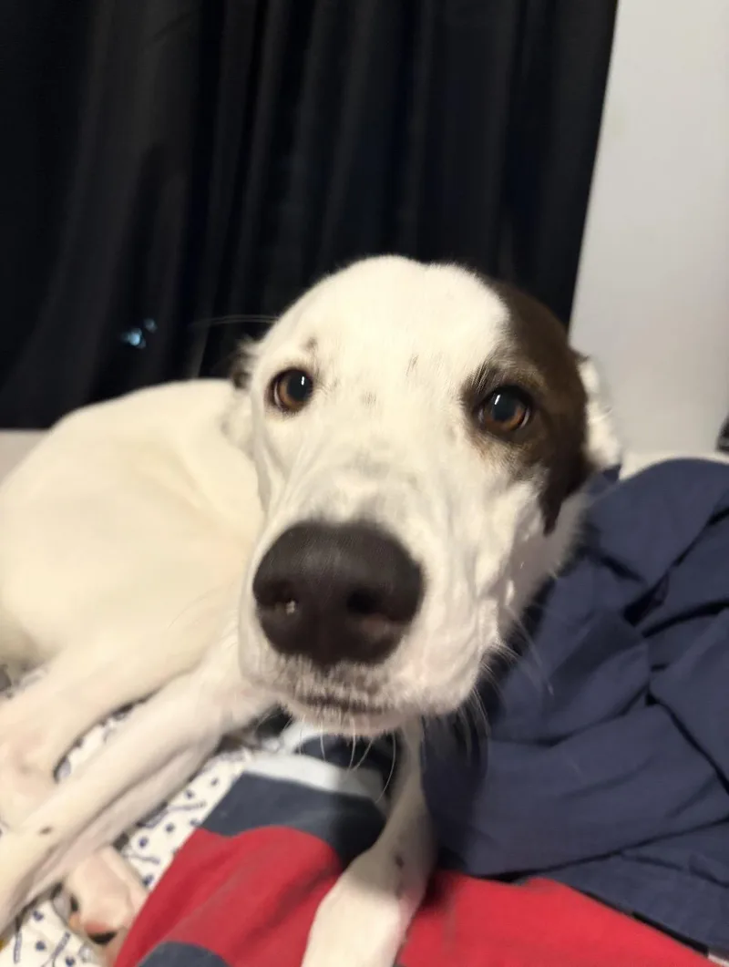 Willie thumbnail 4