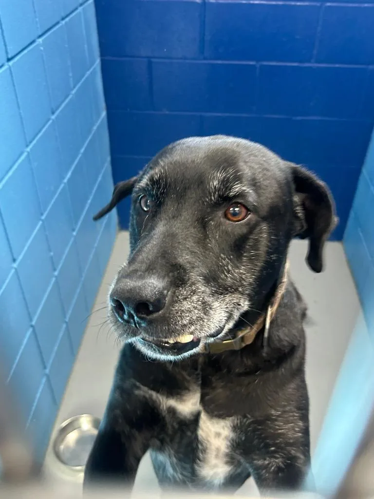 An adult large-sized male Airedale Terrier dog named Arvie for adoption in Hartsville, SC