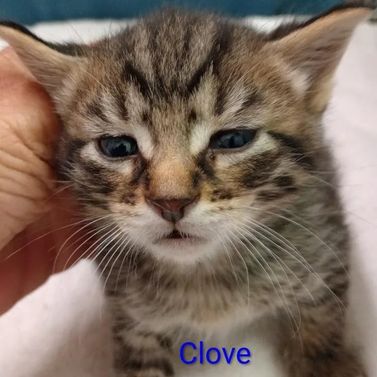 A baby small-sized male Black Domestic Short Hair cat named Clove for adoption in Grand Rapids, MN