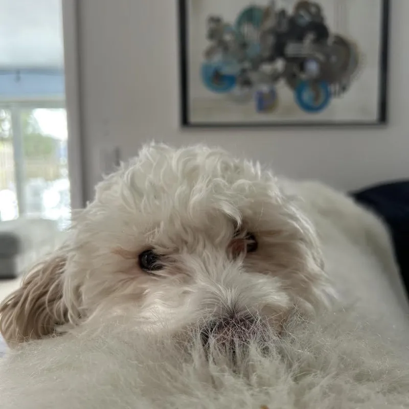 Lovey Hershey thumbnail 6