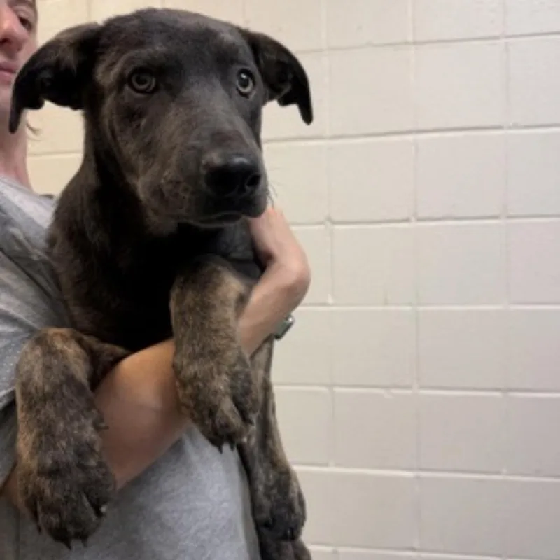 A baby medium-sized female Black Labrador Retriever dog named Maleficent for adoption in Cumberland, RI