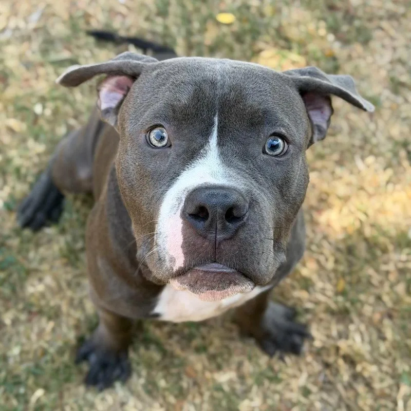 A young large-sized male Terrier dog named Chonks for adoption in Bloomfield, CT