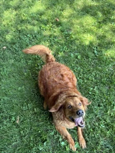 An adult large-sized female Golden Retriever dog named Tallulah Huey for adoption in Clinton Township, MI