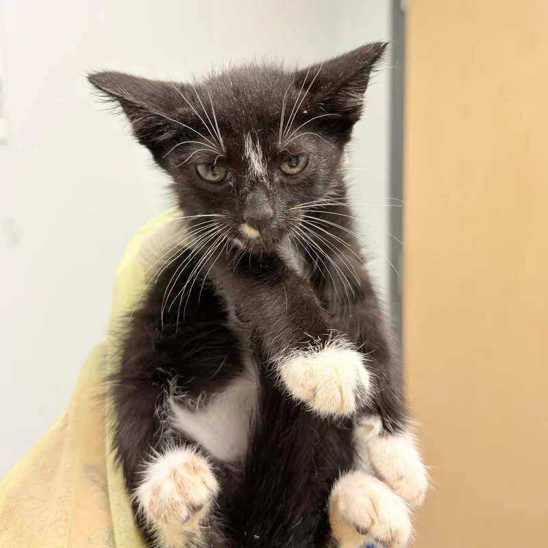 A baby small-sized female Black Domestic Short Hair cat named Texas Roadhouse for adoption in Jacksonville, FL