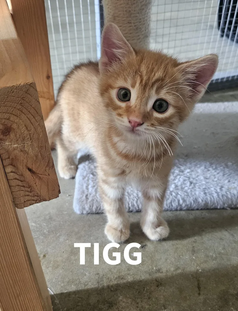 A baby small-sized male American Shorthair cat named Tigg for adoption in Pinedale, WY