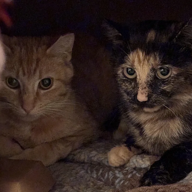 A young small-sized female Domestic Short Hair cat named Clementine for adoption in Pittsburgh, PA