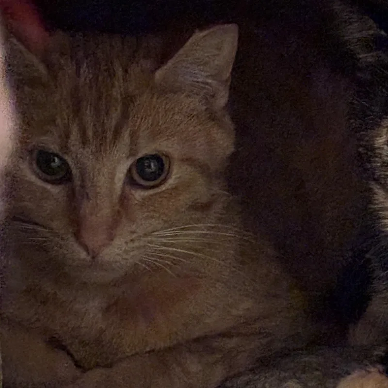 Clementine thumbnail 2