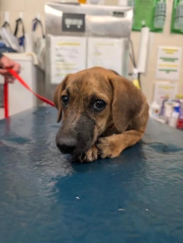 A young medium-sized female Yellow / Tan / Blond / Fawn Mixed Breed dog named Peyton for adoption in Mobile, AL