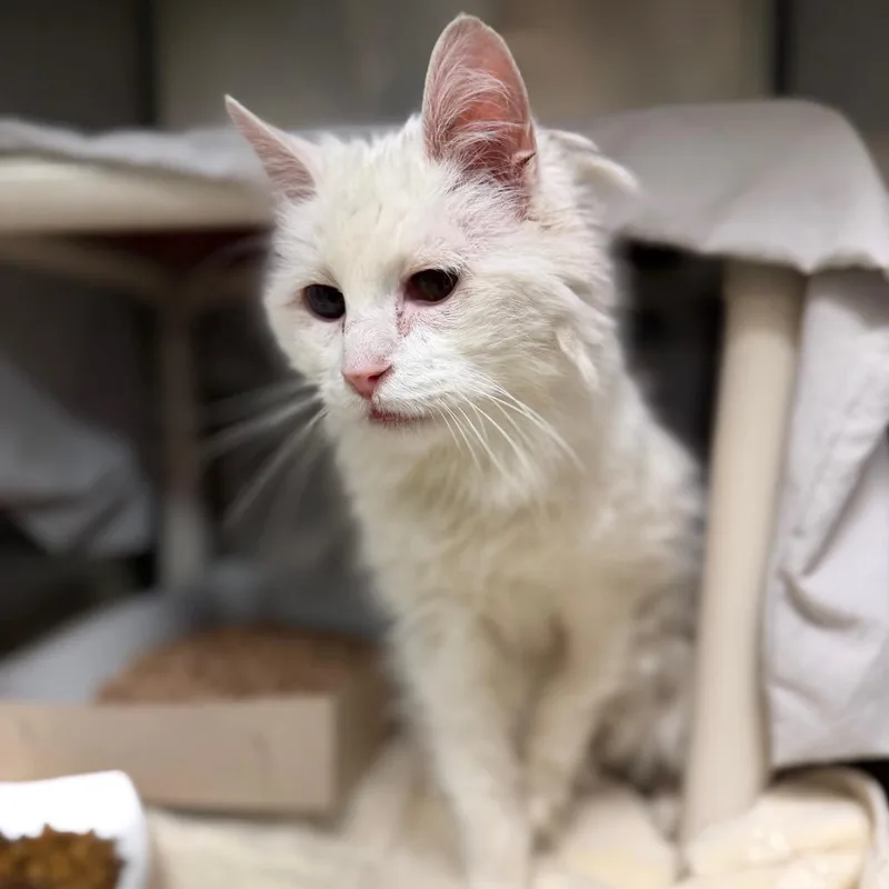 A senior small-sized male Domestic Medium Hair cat named Leo for adoption in Perkiomenville, PA