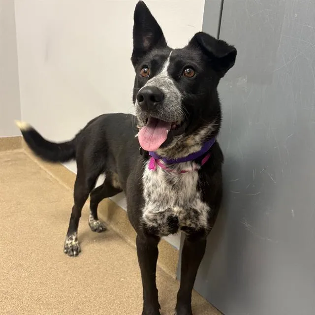 A young small-sized female Australian Cattle Dog / Blue Heeler dog named Kiri for adoption in Aurora, CO
