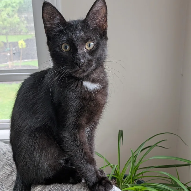 A baby medium-sized male Domestic Short Hair cat named Jack for adoption in Honeoye, NY