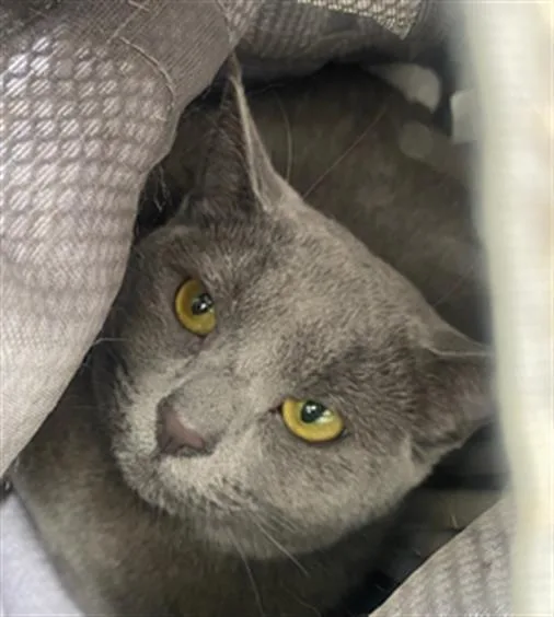 A young medium-sized female Domestic Short Hair cat named Millie for adoption in San Francisco, CA