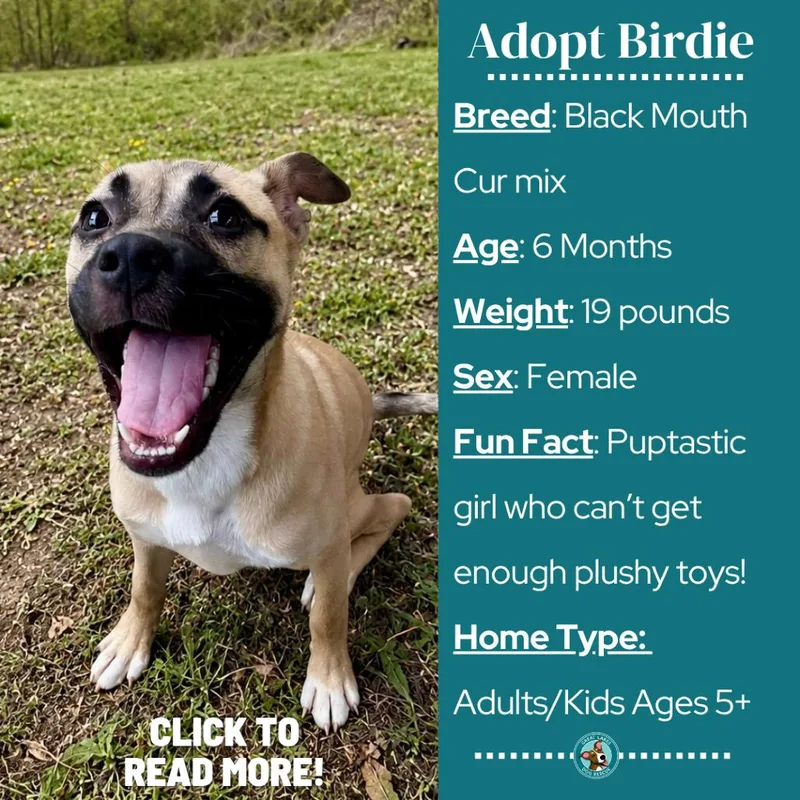Birdie