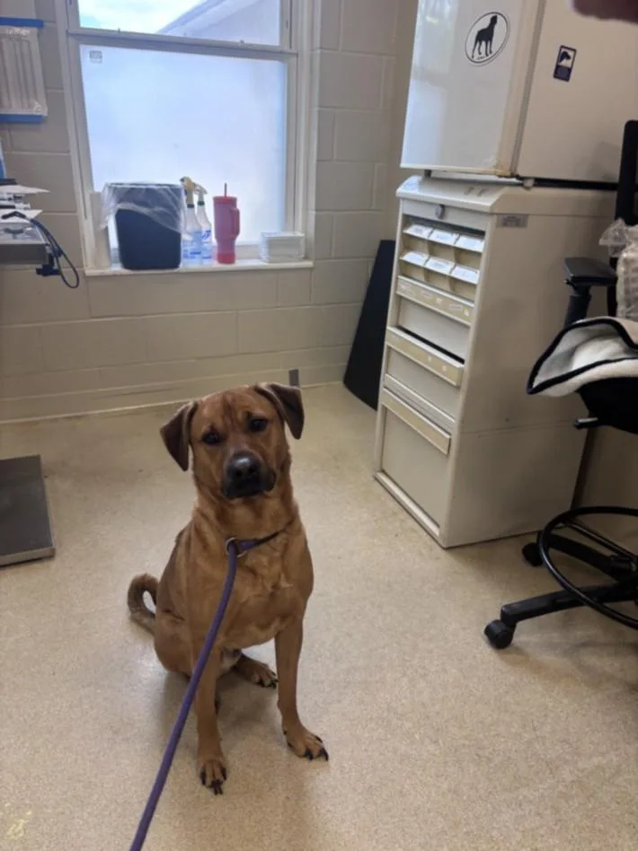 A young large-sized male Hound dog named Dinero for adoption in Hagerstown, MD