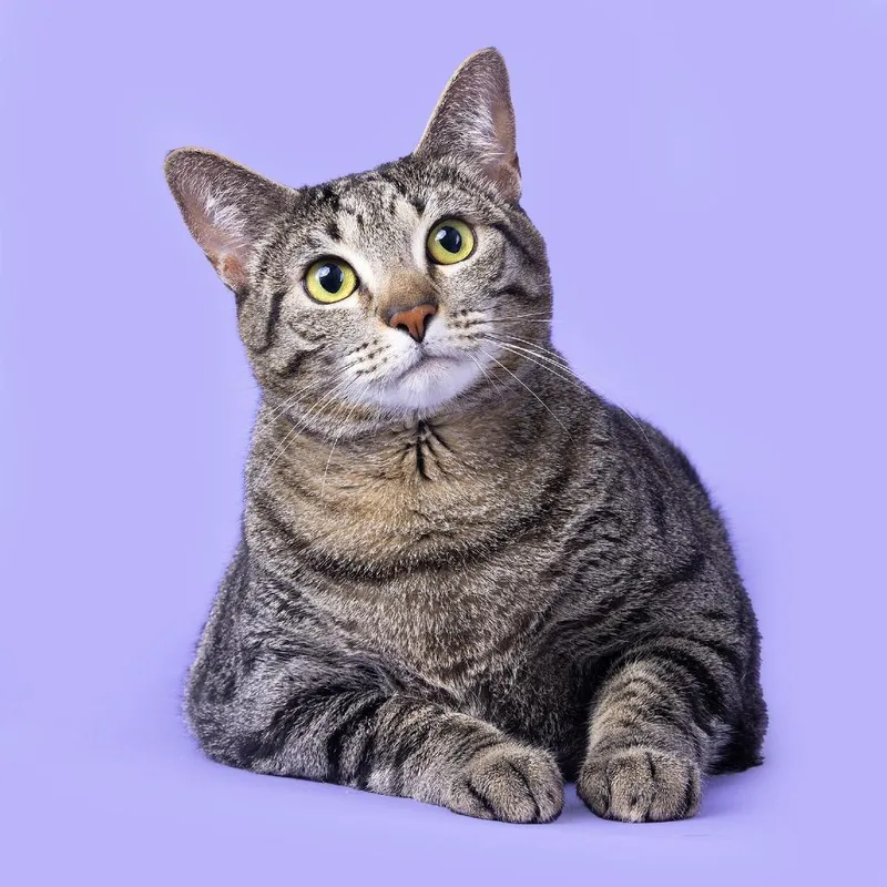 An adult extra large-sized female Gray / Blue / Silver Domestic Short Hair cat named Willow for adoption in Franklin, TN