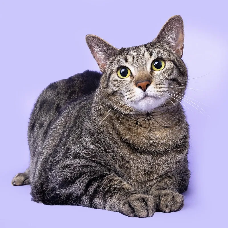 Willow thumbnail 4