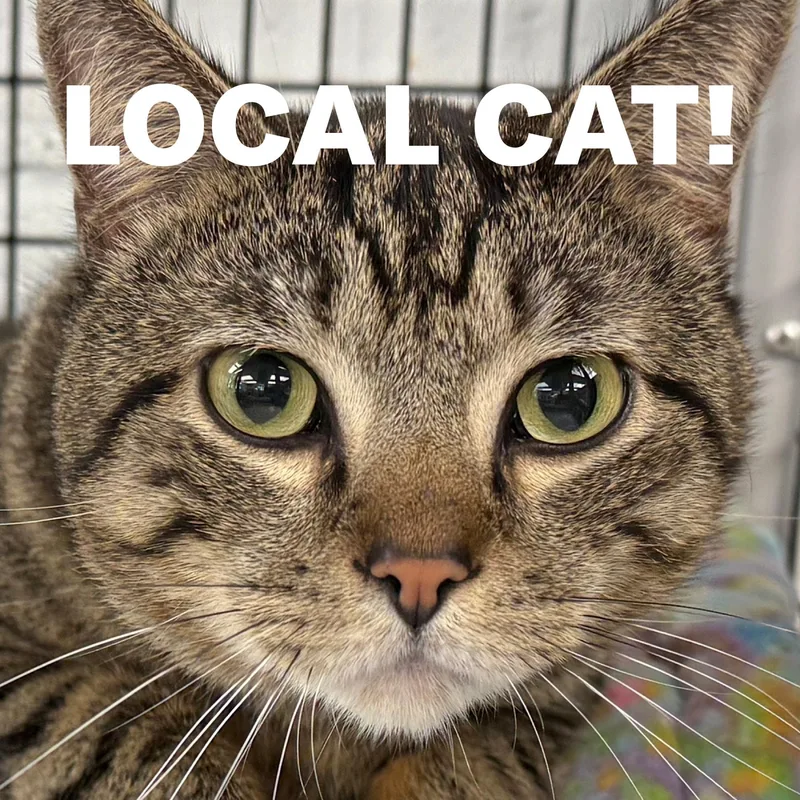 A young large-sized male Tabby (Brown / Chocolate) Domestic Short Hair cat named Local Cat... Majestic Milo for adoption in Clayville, RI