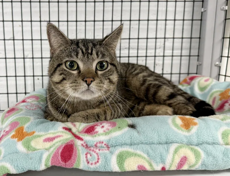 Local Cat... Majestic Milo thumbnail 2