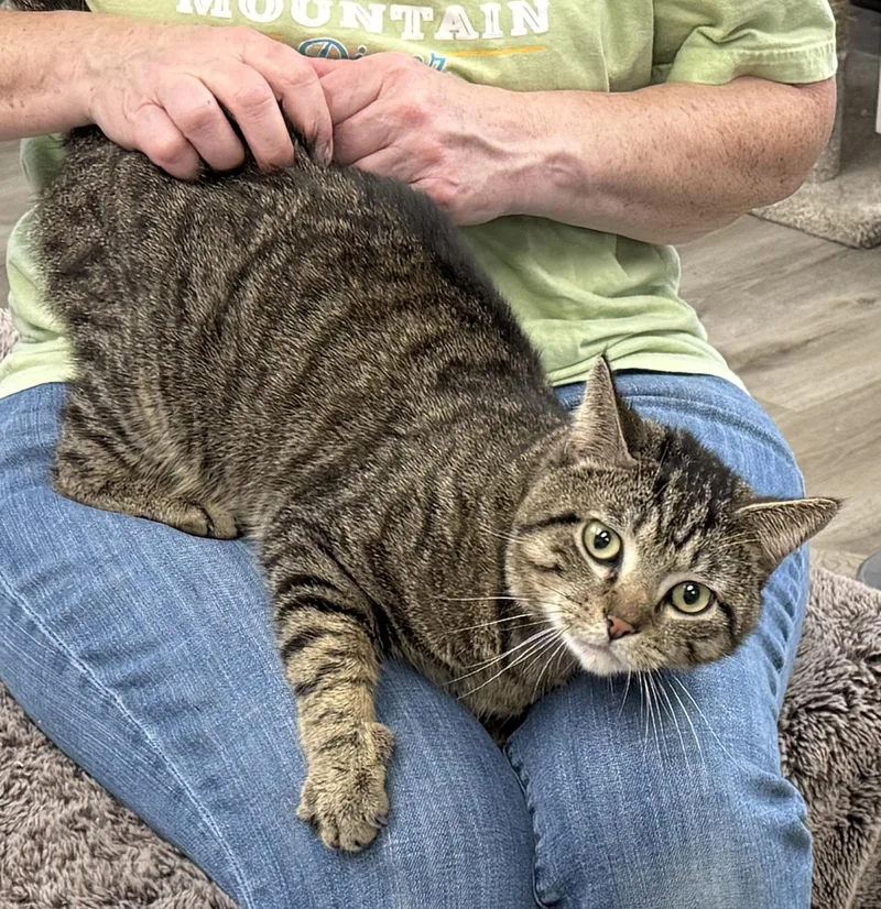 Local Cat... Majestic Milo thumbnail 4