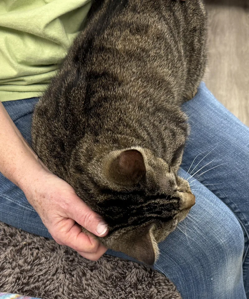 Local Cat... Majestic Milo thumbnail 6