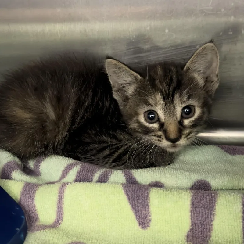 A baby small-sized male Brown / Chocolate Domestic Short Hair cat named Sammy for adoption in Lake Panasoffkee, FL