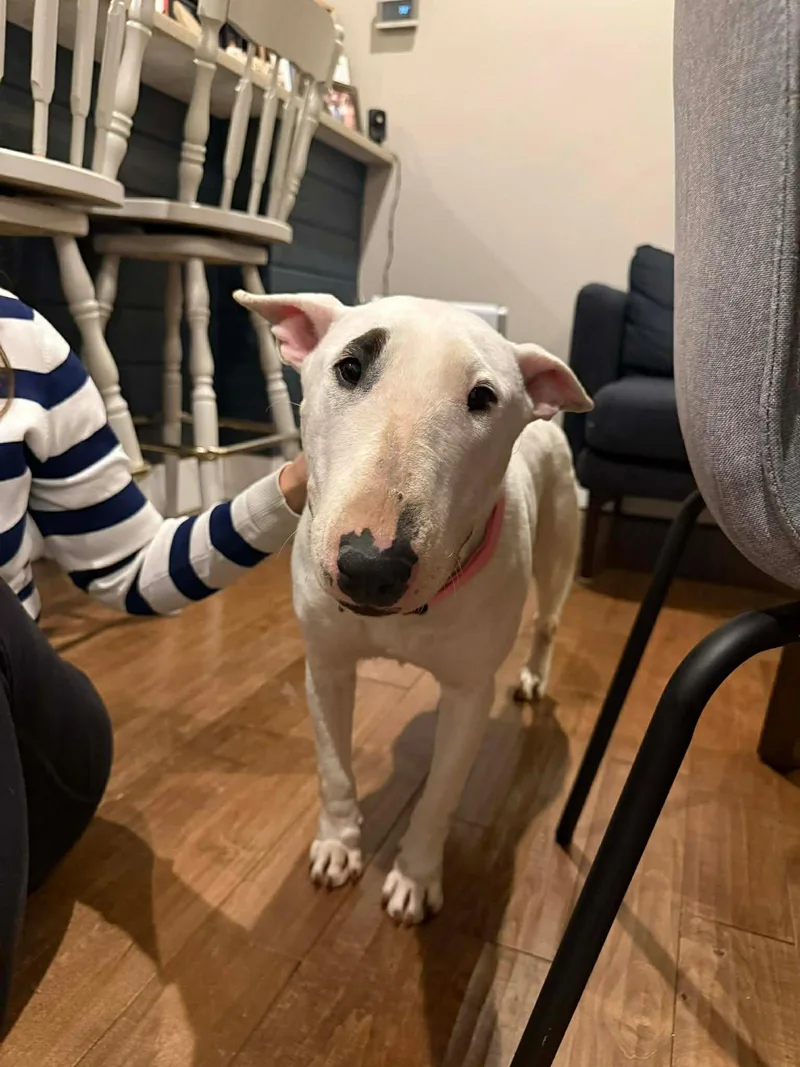 An adult large-sized female Bull Terrier dog named Juniper Jelly Aka Jj for adoption in New York, NY