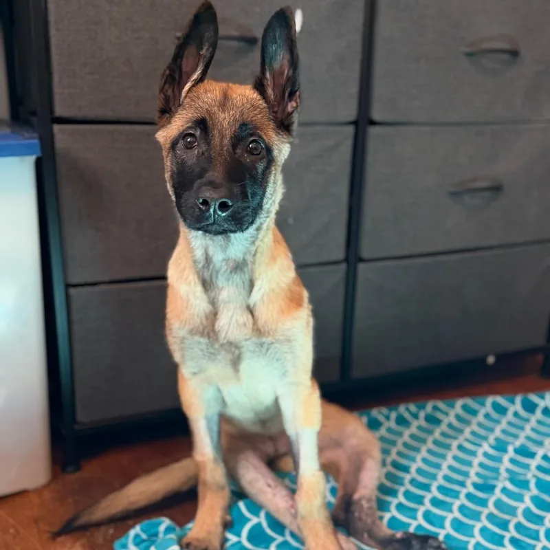 Nyra