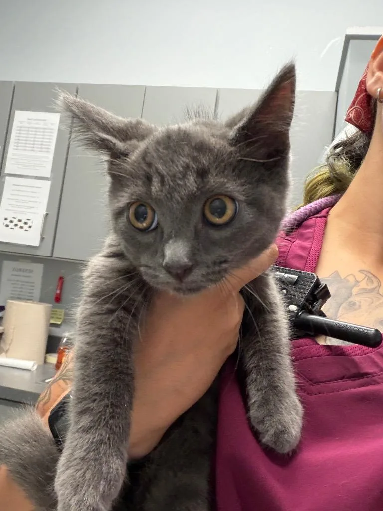 A baby medium-sized male Domestic Short Hair cat named Curiosity for adoption in Bloomington, IN