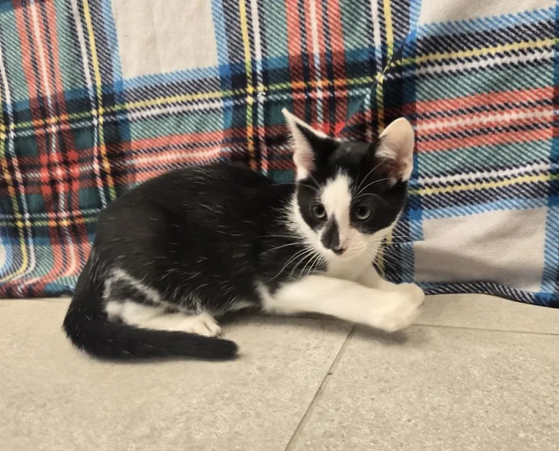 A baby small-sized male Domestic Short Hair cat named Leaf for adoption in Dickson, TN