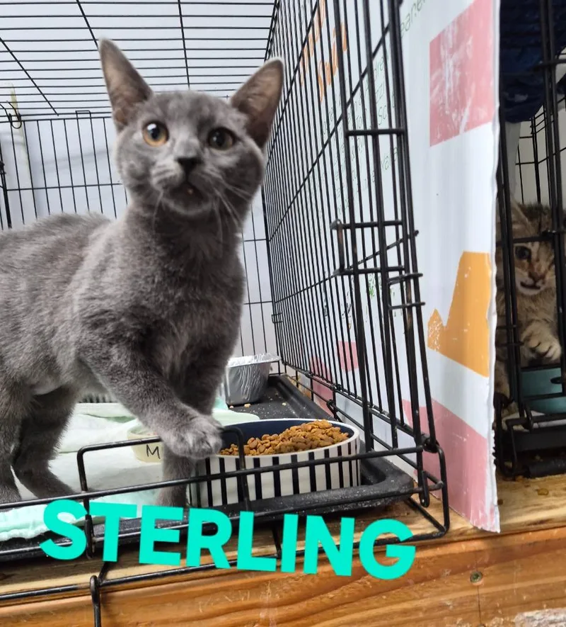 A baby medium-sized female Domestic Short Hair cat named Sterling for adoption in Rome, GA