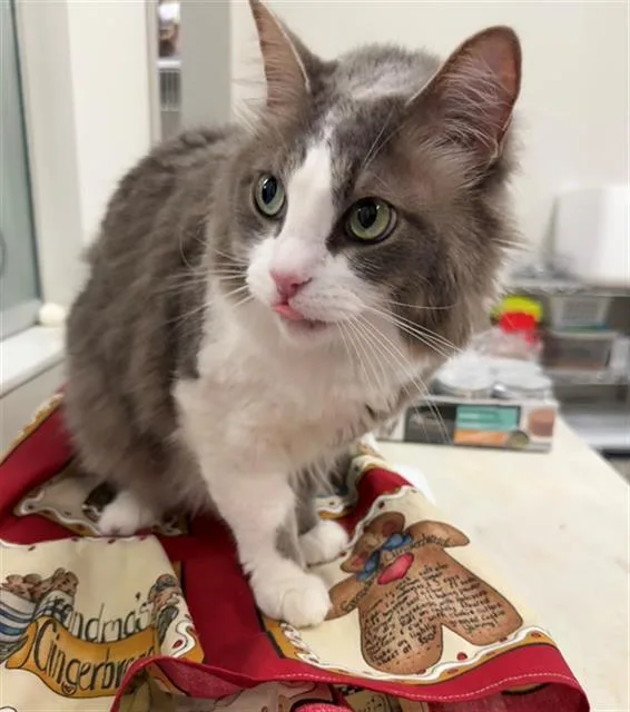 An adult large-sized female Domestic Medium Hair cat named Nala for adoption in Baytown, TX