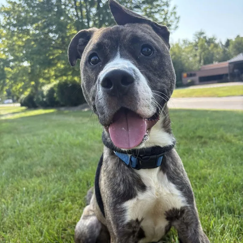 An adult medium-sized male Terrier dog named Izak for adoption in North Syracuse, NY