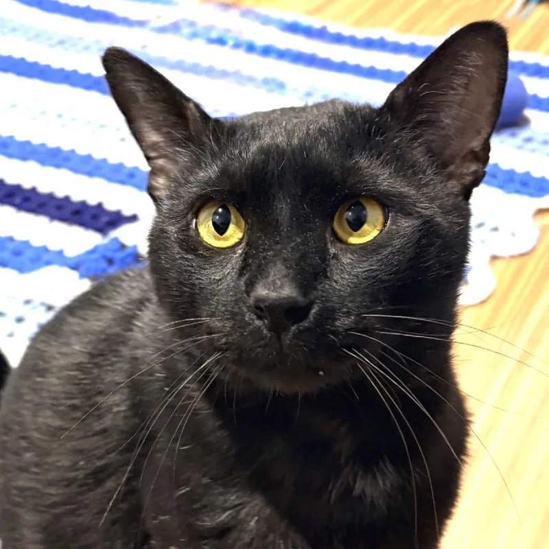 An adult large-sized male Black Domestic Short Hair cat named Ham for adoption in Sarasota, FL