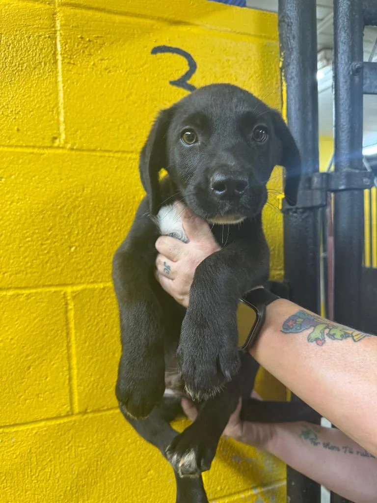A baby medium-sized male Black Labrador Retriever dog named Dr. Pol for adoption in Murray, KY