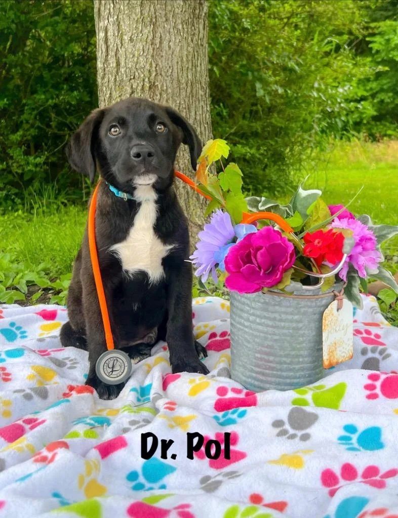 Dr. Pol thumbnail 2
