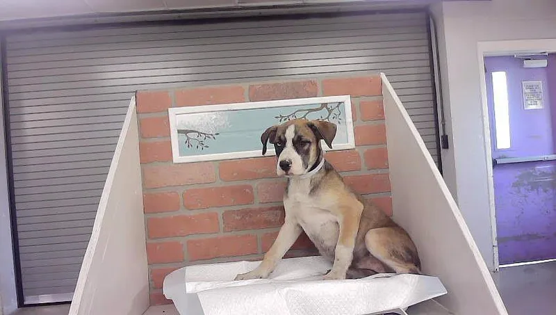 A baby small-sized female Staffordshire Bull Terrier dog named A for adoption in Houston, TX